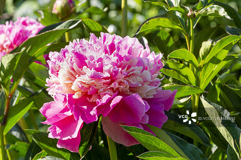 草本牡丹（Paeonia lactiflora）'亚历山大·杜马' 选育者：盖兰 1862，花朵图片素材