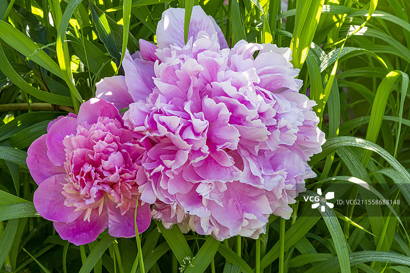 草本牡丹（Paeonia lactiflora）‘Souvenir de Gaspard Calot’，育种者：Calot（法国）1865年，花朵图片素材