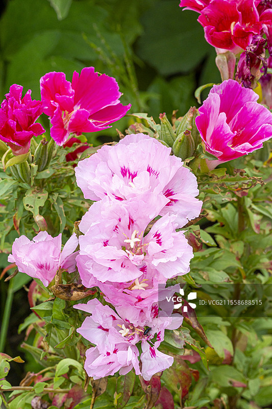 告别春天，克拉克花 '双重'，花朵图片素材