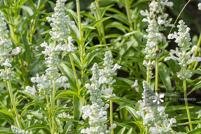 云雾鼠尾草，萨尔维亚·法里纳西亚 'Cirrus'，花朵图片素材