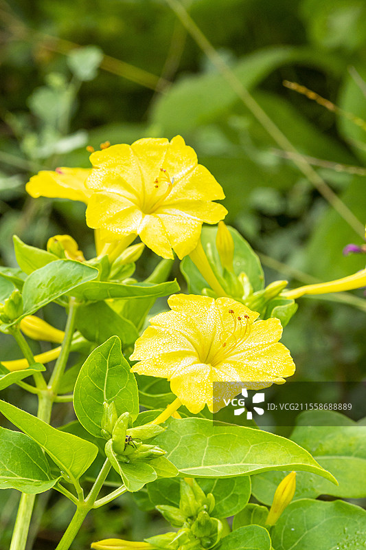 秘鲁奇迹花，三色美人蕉，花朵图片素材