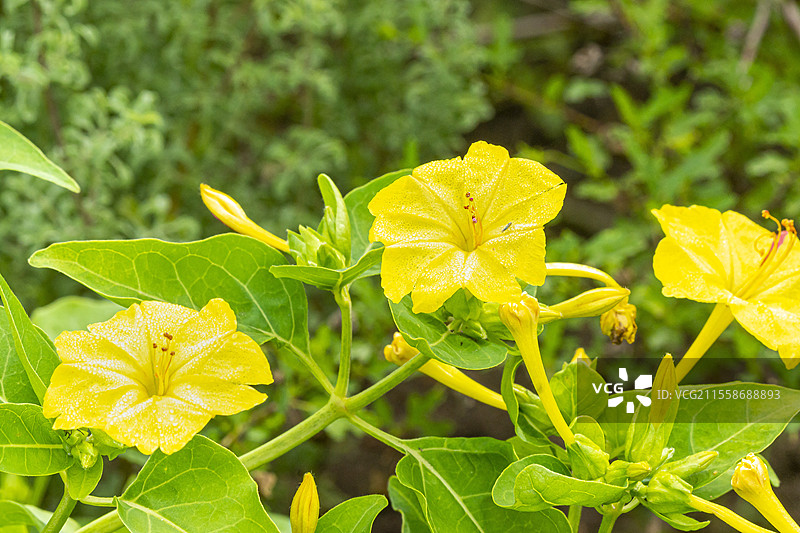 秘鲁奇迹花，三色美人蕉，花朵图片素材
