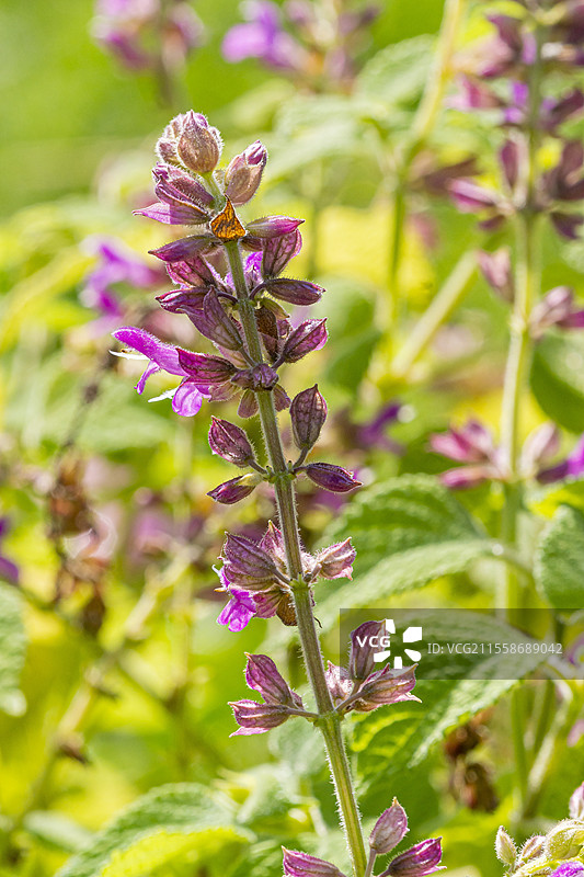玻利维亚山鼠尾草，萨尔维亚·雷蒙迪亚亚亚亚，花朵图片素材