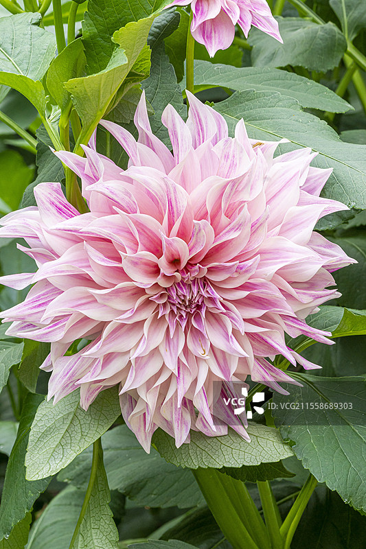 装饰性大丽花，‘咖啡牛奶’大丽花，培育者：Bruidegom（荷兰）1967年，花朵图片素材