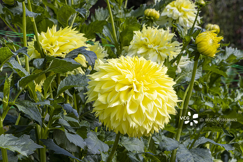 达利亚·丹特尔，达利亚 '阳光' 培育者：博蒙特（法国）2017年，花卉图片素材