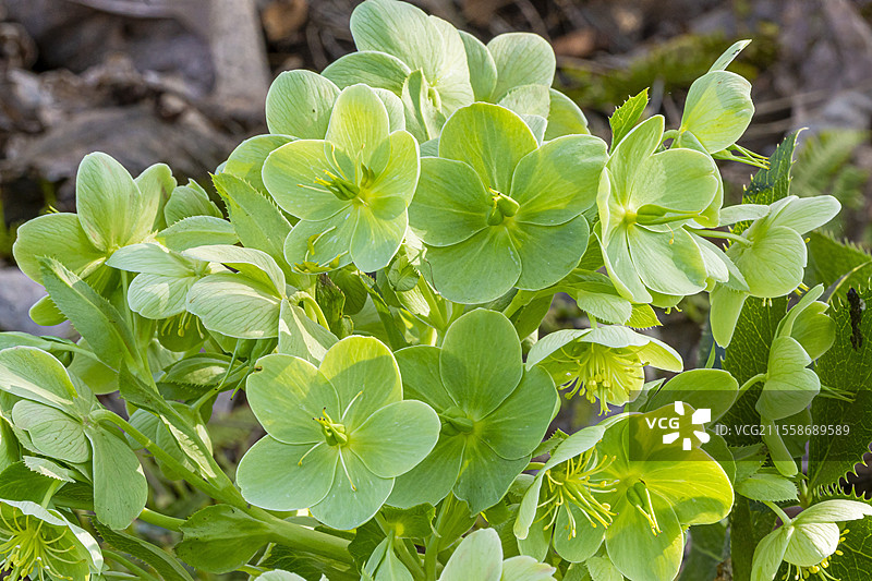 科西嘉黑藜（Helleborus argutifolius）花朵图片素材