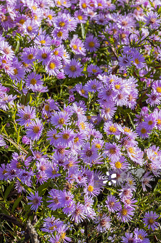 蓬松的紫菀，紫菀（Aster dumosus）'彼得·哈里森'，花朵图片素材