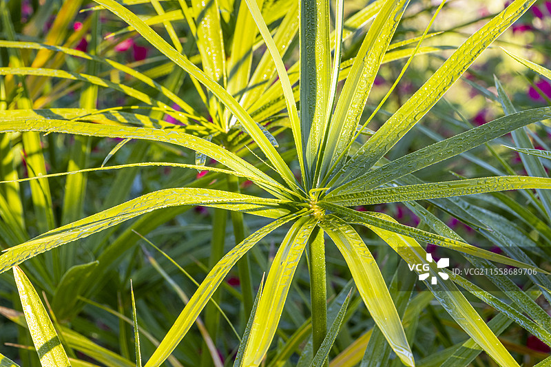 伞形纸莎草，尼日尔纸莎草，叶子图片素材