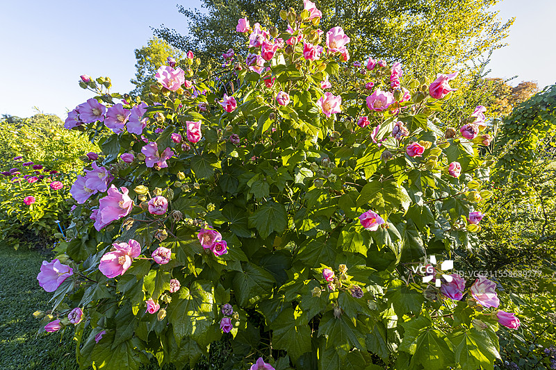 变色木槿（Hibiscus variabilis）盛开中图片素材
