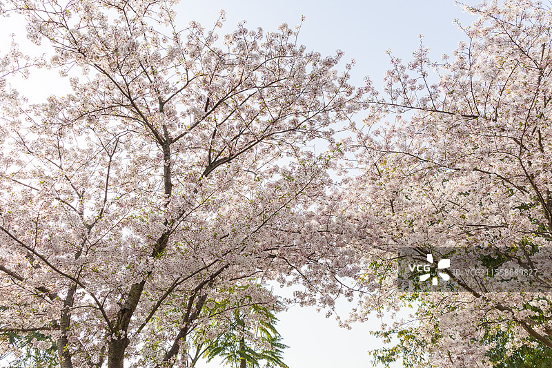 春季时节，东京樱花吉野樱花开，大自然晴朗明亮美好，绚烂唯美烂漫清新风光，娇艳盛放花枝园艺景观图片素材