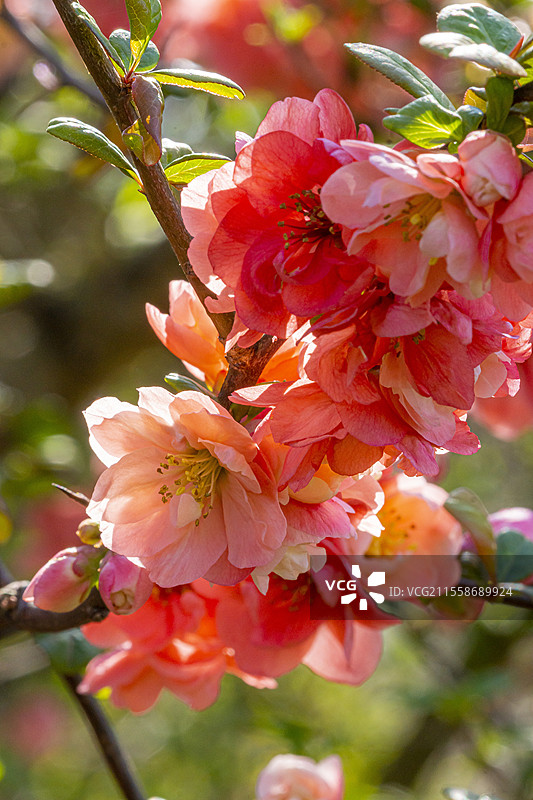 日本榲桲，Chaenomeles speciosa 'Falconnet Charlet'，花朵图片素材