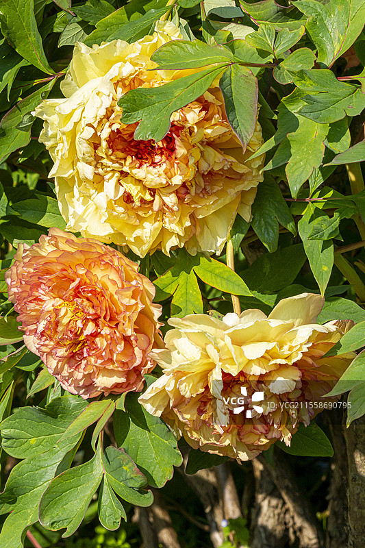 黄花牡丹，Paeonia lutea 'Chromatella'，花朵图片素材