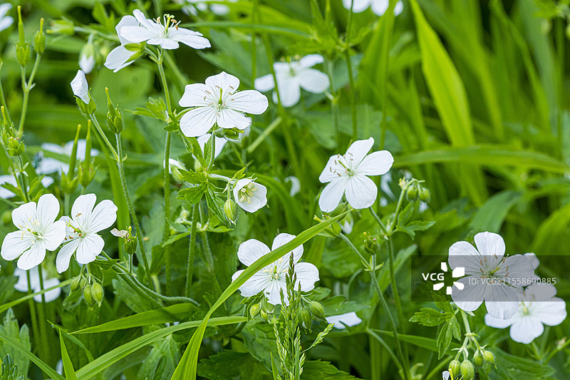 斑点天竺葵，白色天竺葵，花朵图片素材