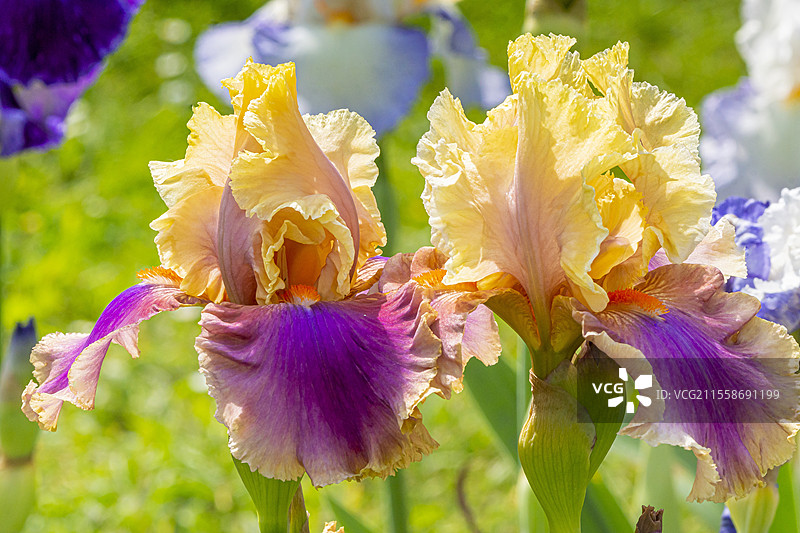 高大的须状鸢尾，鸢尾属 '科莱特·图里耶'，花朵图片素材