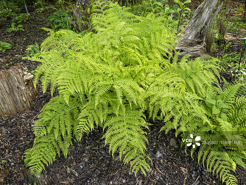 布劳恩的冬青蕨，Polystichum braunii，叶片图片素材
