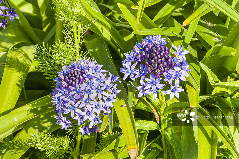 秘鲁百合，斯基拉·佩鲁维安娜 ?加勒比珠宝蓝宝石蓝?，花朵图片素材