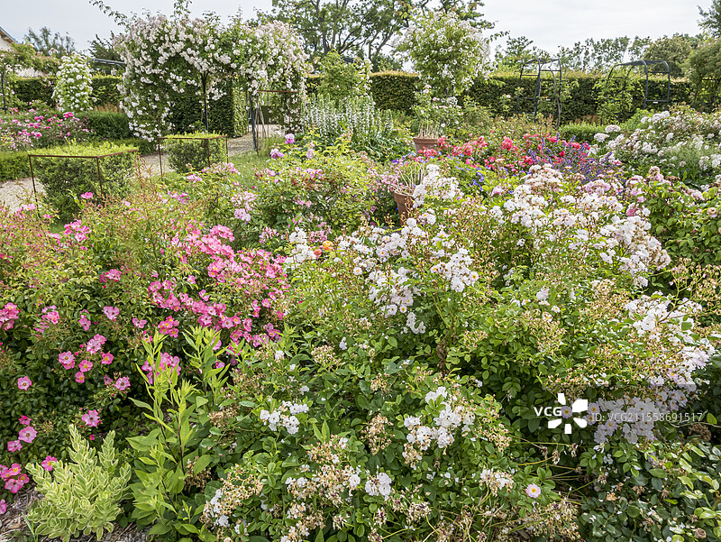 盛开的灌木玫瑰，Rosa 'Auberge de l'Ill'，Rosa 'Rigo Fortuna'，Rosa 'Douceur Normande'图片素材