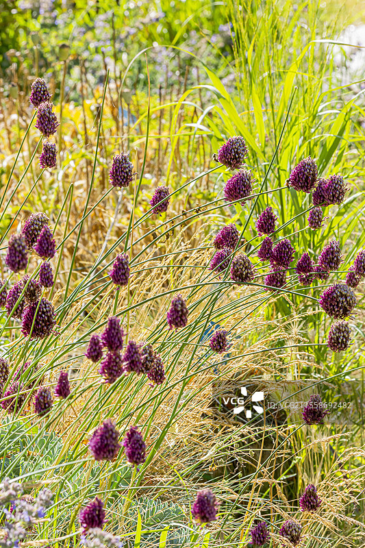 墨西哥羽毛草，细叶针茅 '马尾' 和球形苋菜，火花苋 '烟花'，花朵图片素材