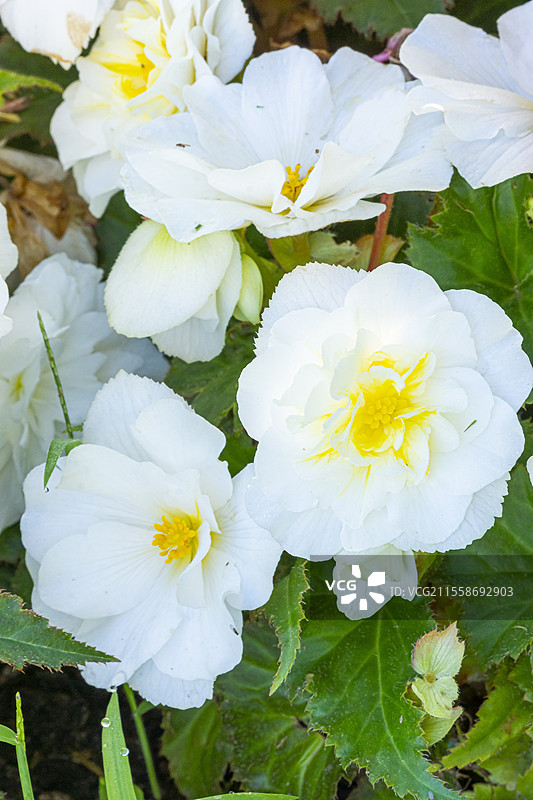 块茎秋海棠，秋海棠 tuberhybrida 'Non Stop White'，花朵图片素材