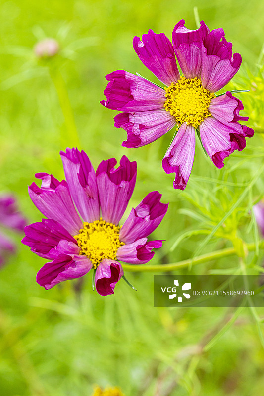 海洋贝壳花，双羽万寿菊 'Seashells'，花朵图片素材