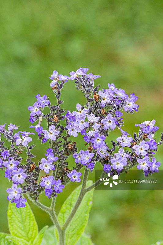 蓝色巨人紫罗兰，紫罗兰属植物 'Blue Giant'，花朵图片素材