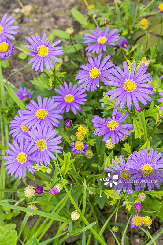 天鹅河雏菊，分枝雏菊，花朵图片素材