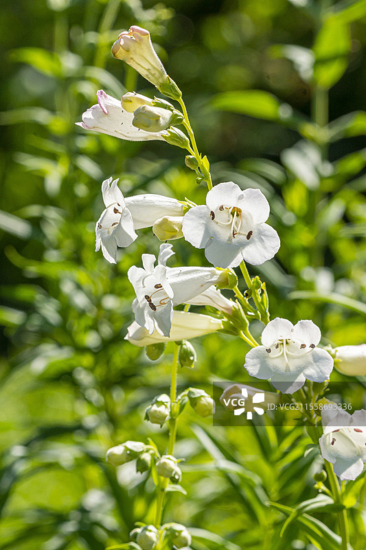 白色床垫笔筒花，花朵图片素材