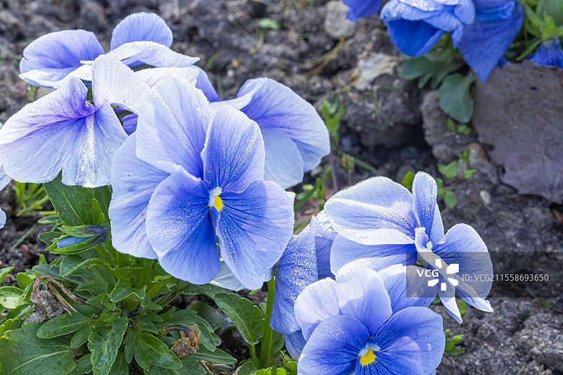 三色堇，维奥拉·维特罗基安娜 '天蓝色'，维奥拉·维特罗基安娜 '单色蓝色斑点'，花朵图片素材