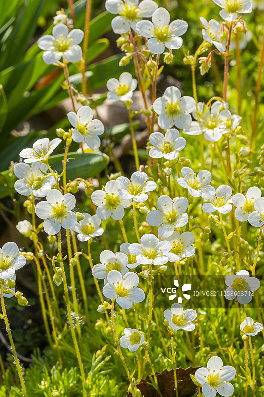 草地石苔，苔藓岩石苔，白色阿伦德石苔，花朵图片素材
