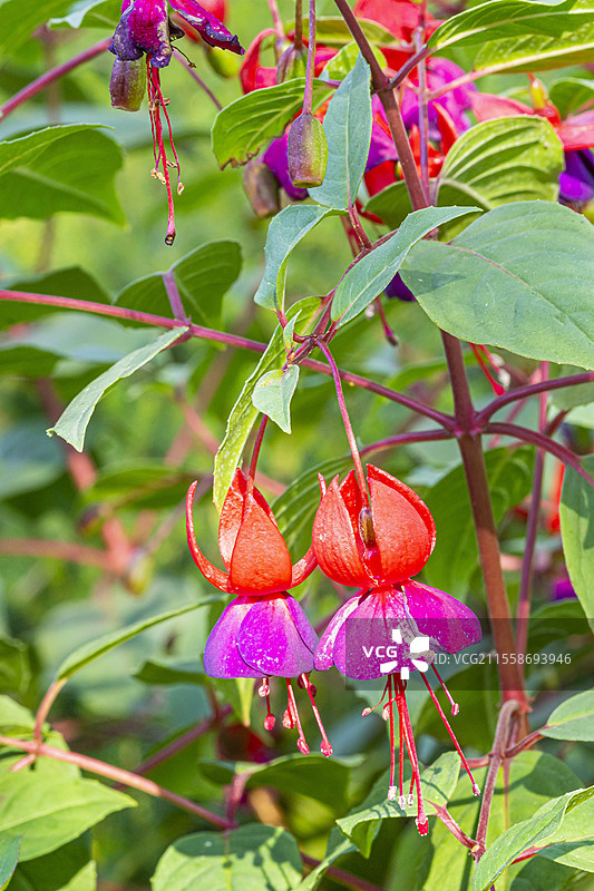 女士耳环花，紫红色‘拜伦勋爵’，花朵图片素材