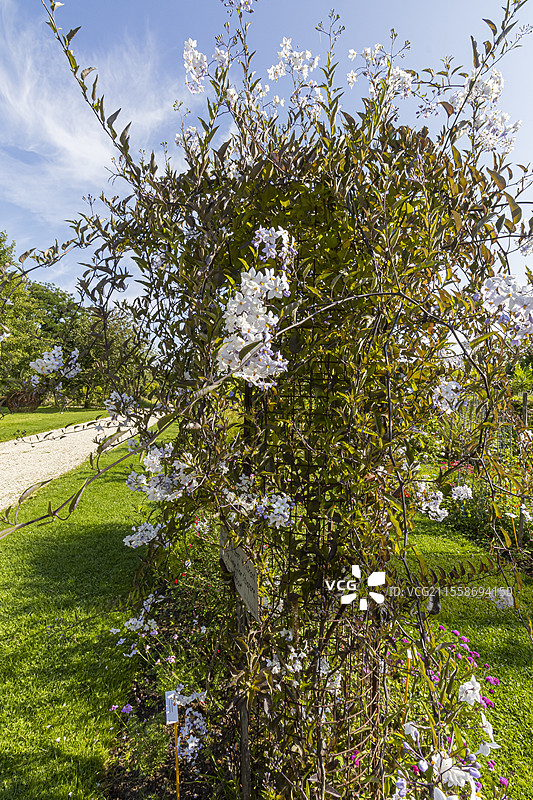 白色马铃薯藤，白色茄子（Solanum laxum 'Album'），白色茄子（Solanum jasminoides 'Album'），盛开中图片素材