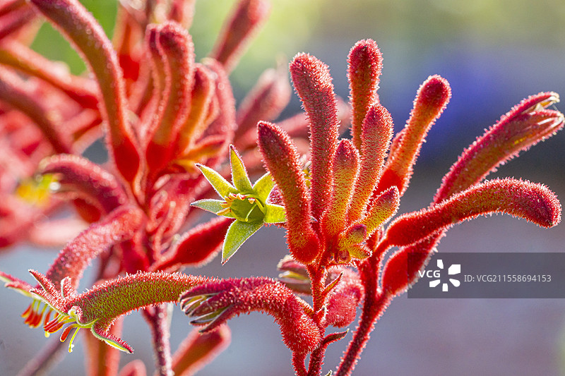 黄色袋鼠爪花，学名Anigozanthos flavidus。图片素材