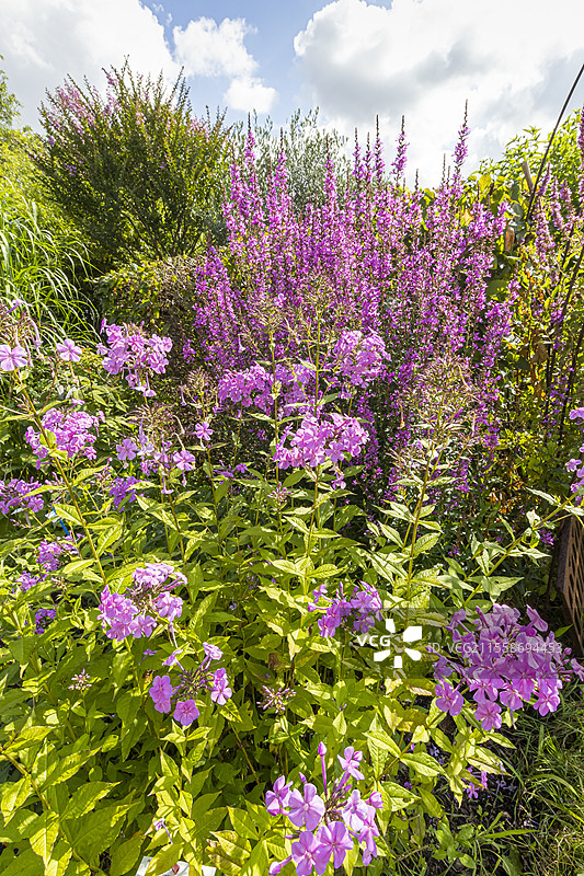 放大叶福禄考和欧洲柳叶马鞭草，紫色滴水花盛开。图片素材