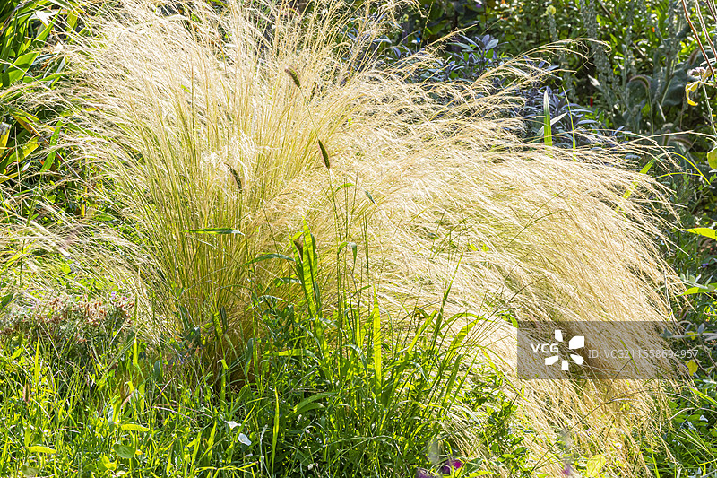 墨西哥羽毛草，细羽毛草 '马尾'图片素材