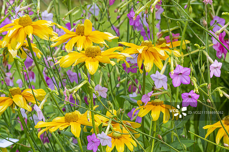 黑眼苏珊，鲁德贝基亚·希尔塔 '草原阳光'，开花烟草，尼古丁·桑德拉 '超级玫瑰'，花卉图片素材