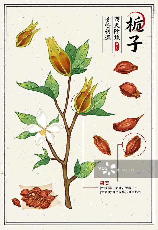 中国传统文化中医养生中草药药材医疗用品之栀子图片素材