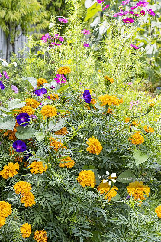 墨西哥万寿菊 '完美橙'，大花万寿菊 '完美橙'，高朝颜 '奥特爷爷'，紫花牵牛花 '奥特爷爷'，花卉图片素材