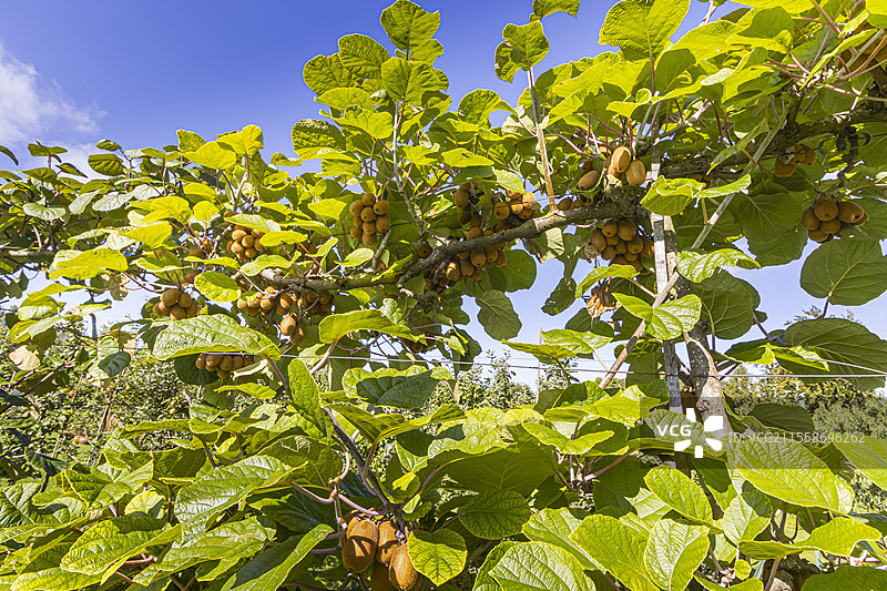 中国猕猴桃 '海沃德', 猕猴桃 '海沃德', 水果图片素材