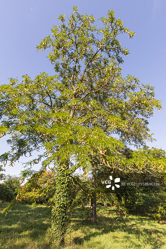 日本刺槐，学名：Gleditsia japonica图片素材