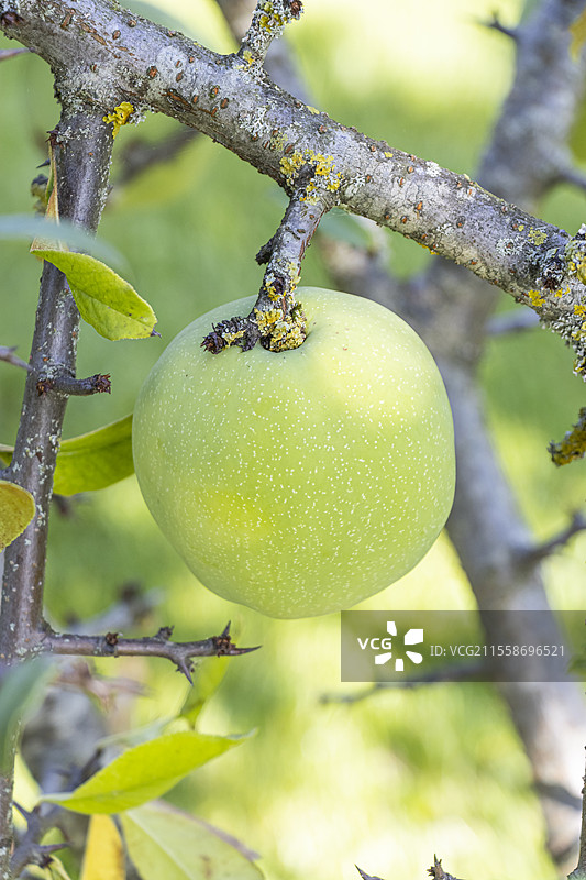 中国花楸，中华花楸，果实图片素材