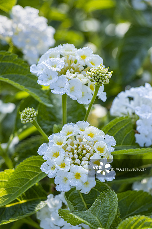 白花马缨丹，Lantana camara 'Nivea'，花朵图片素材