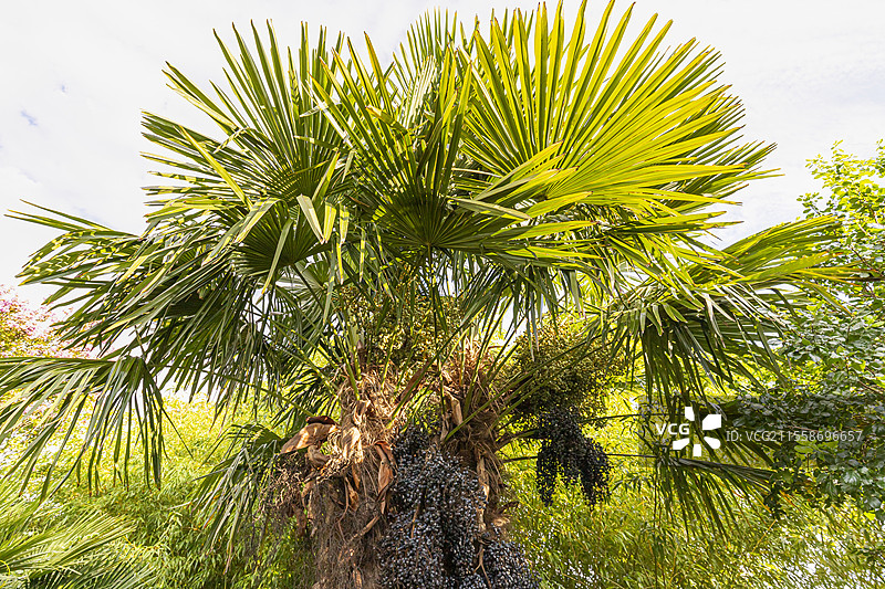 风车棕榈，华盛顿棕榈图片素材