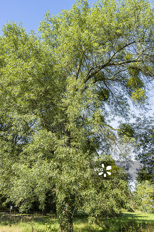 天鹅绒白蜡树，Fraxinus velutina图片素材