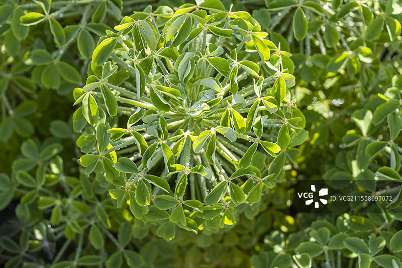 酸模，细叶酸模，球形叶片图片素材