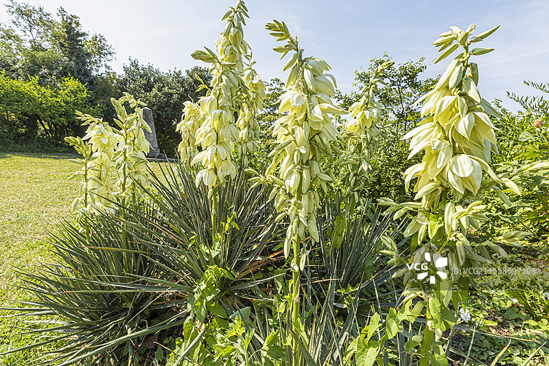西班牙匕首，卷叶丝兰，丝兰，花朵图片素材