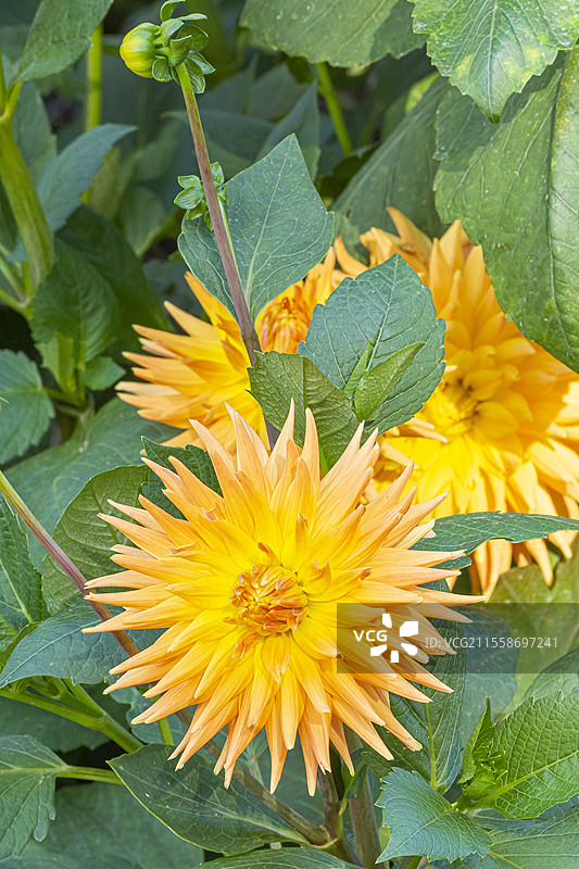 大丽花 '阿罗哈'，花朵图片素材