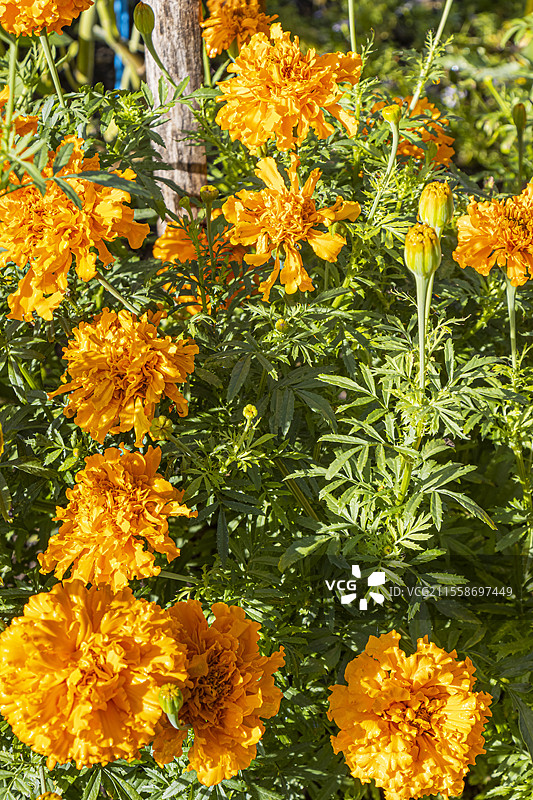 非洲万寿菊，塔盖特斯·埃雷克塔 '西耶拉橙'，花朵图片素材