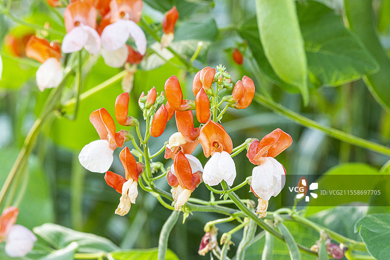 红花菜豆，Phaseolus coccineus 'Goliath'，花朵图片素材