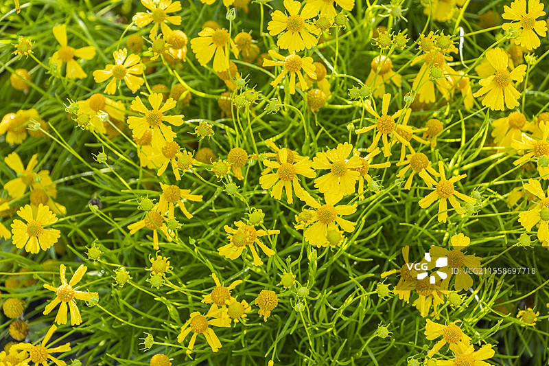 达科他金色黑心菊，黑心菊 '达科他金'，花朵图片素材