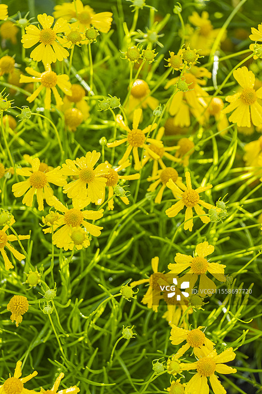 达科他金色黑心菊，黑心菊 '达科他金色'，花朵图片素材